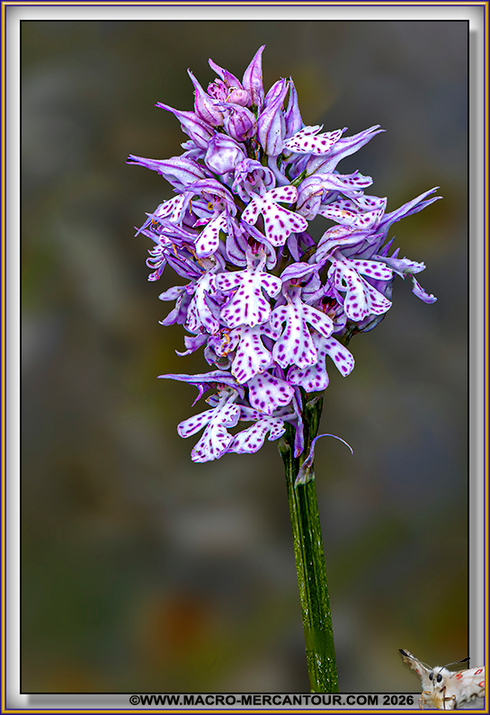 Orchis trident&eacute;